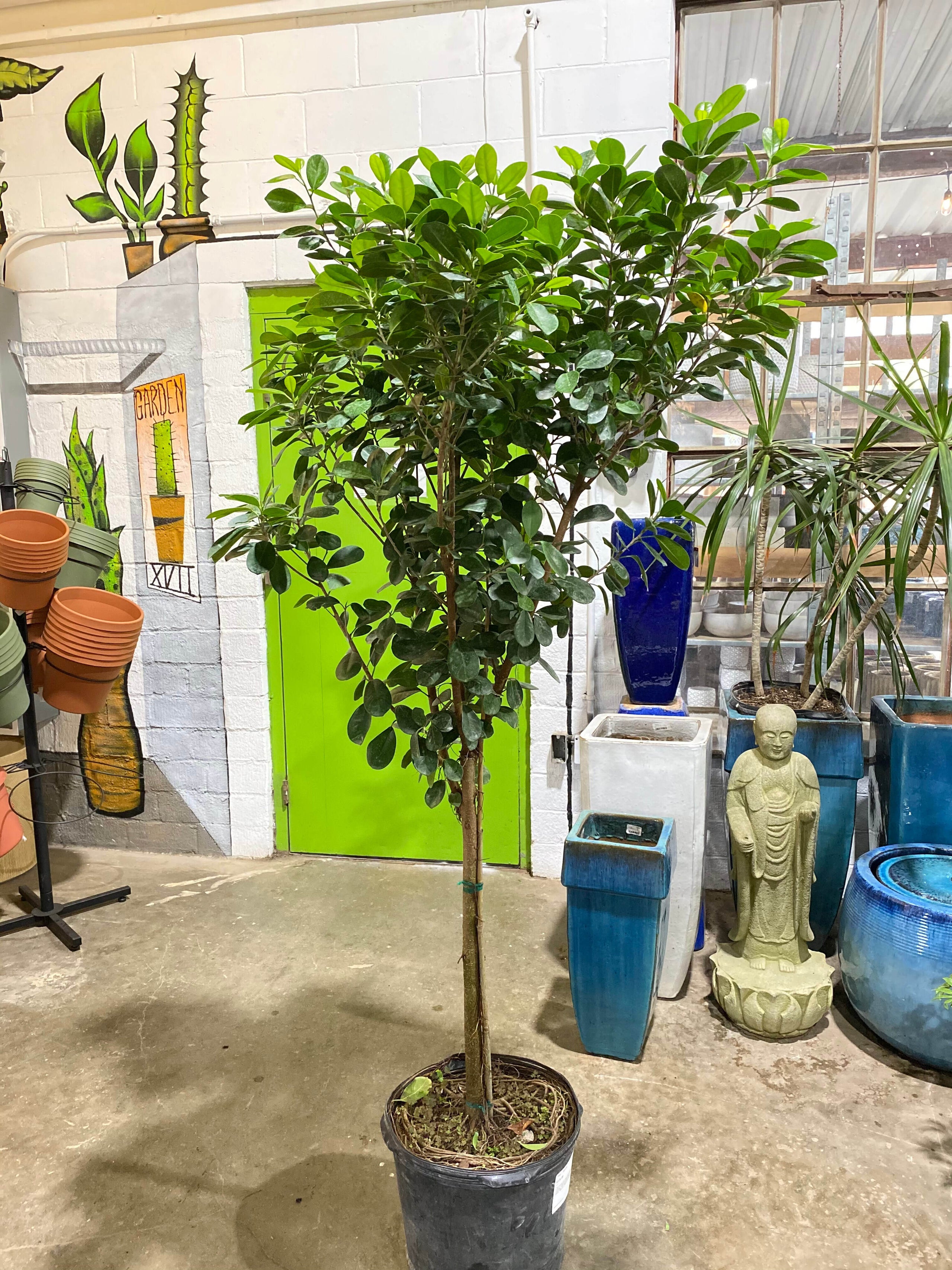 Ficus Daniella Garden Seventeen