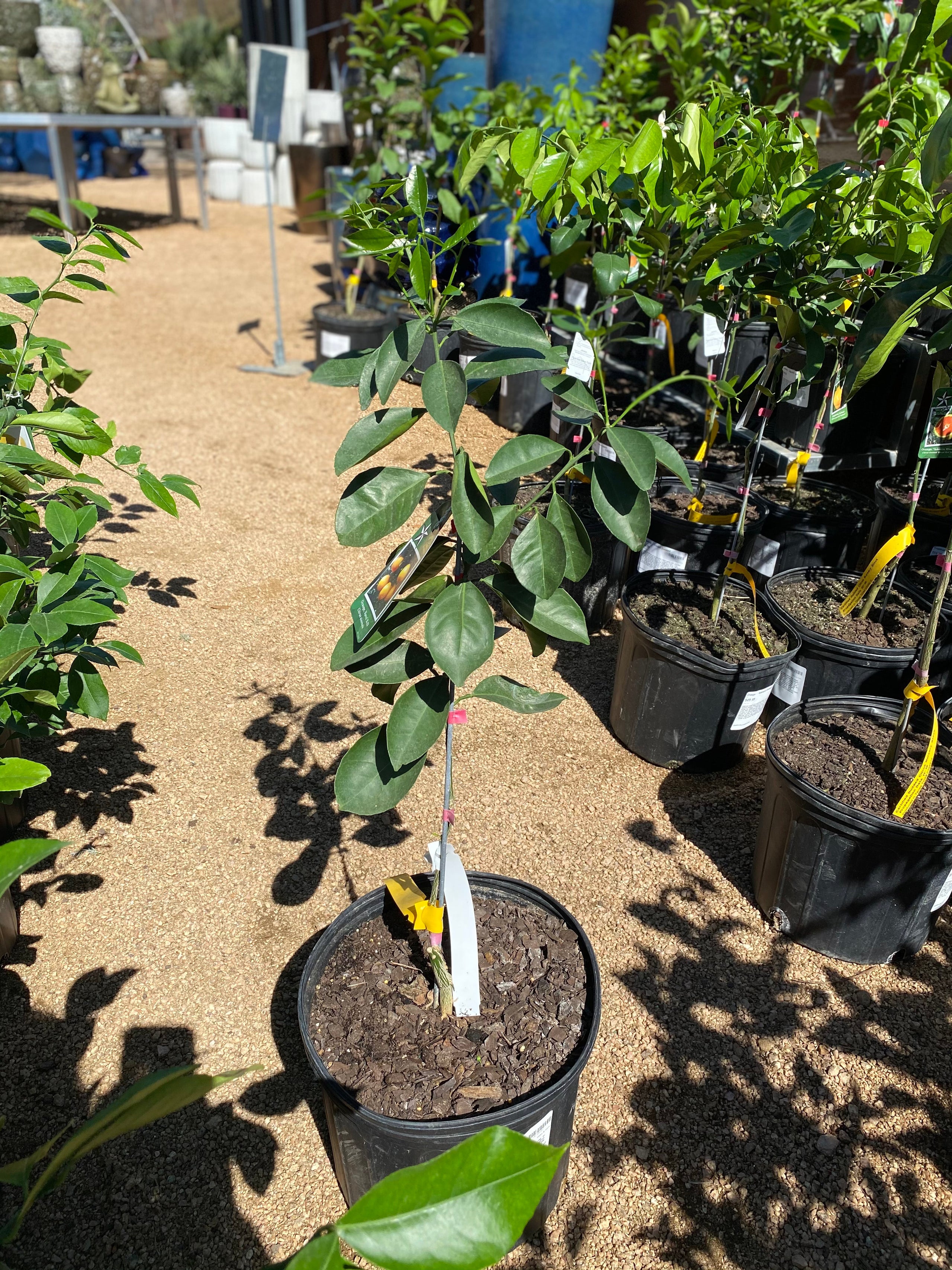 Orange N33 Navel Dwarf Garden Seventeen